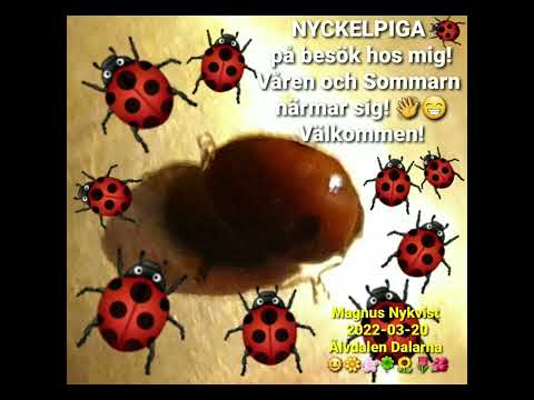 "Nykelpiga" En Nyckelpiga Vaknade Upp Nu När Våren Närmar Sig! Magnus Nykvist 6888  Trevligt Med Vår