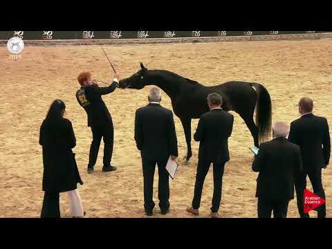 N.92 H GLAMOURS - SEWC 2018 - Senior Stallions (Class 5B)