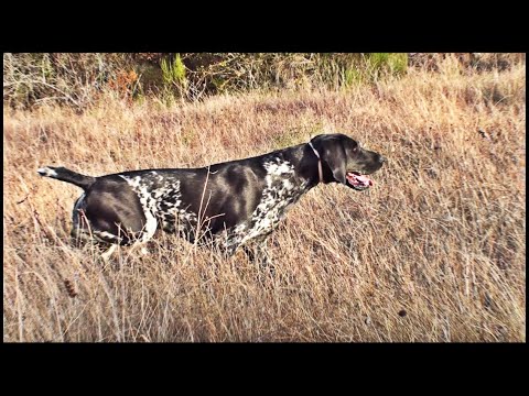 ¿Es este el PERRO de CAZA soñado por cualquier CAZADOR?