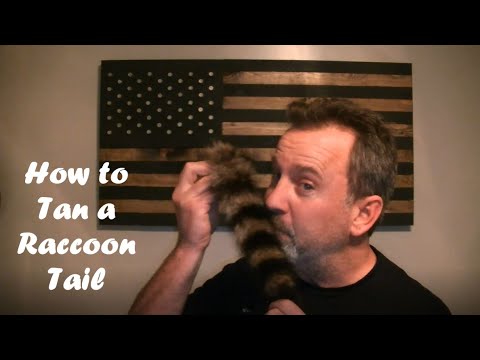 HOW TO Tan a Raccoon Tail