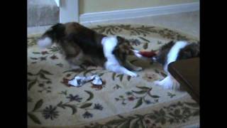 The Sharing Song - Raffi