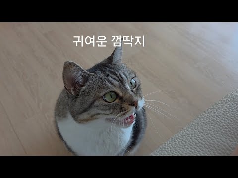 귀여운 껌딱지