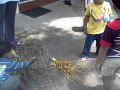 Learning About Coconut Tree Flower The Wonder Years Preschool Daycare Trivandrum