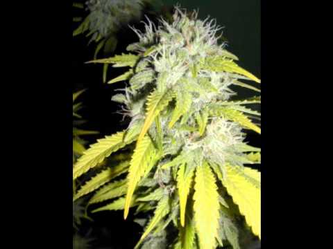 Onoe Caponoe - Fake (Preview)