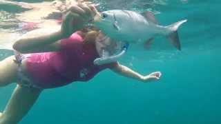 preview picture of video 'Key Largo Snorkeling 2014'