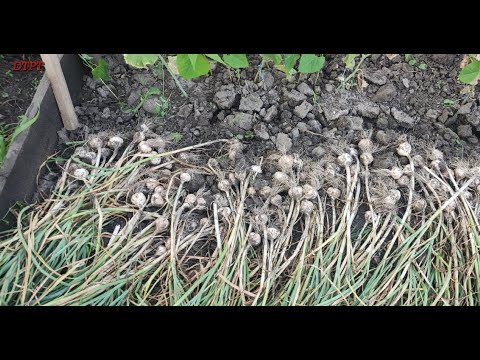 , title : 'Ce se plantează după usturoi'