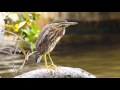 Nankeen Night-Heron or Rufous Night-Heron ...