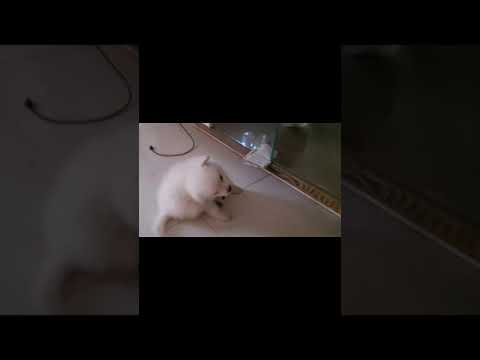 Cute Compilation of our Puppy Jimmy