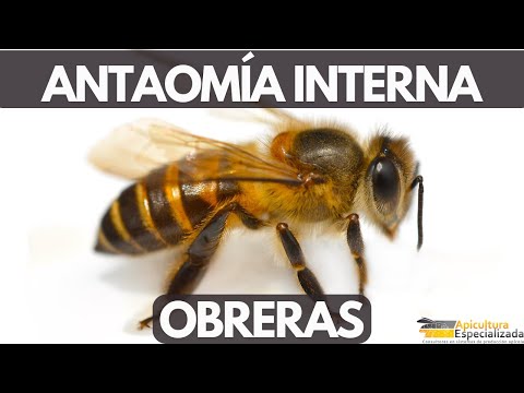 VIDEO 6 CURSO BÁSICO de Apicultura - ANATOMÍA INTERNA DE OBRERAS DE Apis mellifera