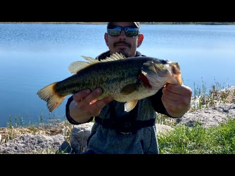 The YUM Dinger Strikes again. Wacky rig, Pre Spawn bass.