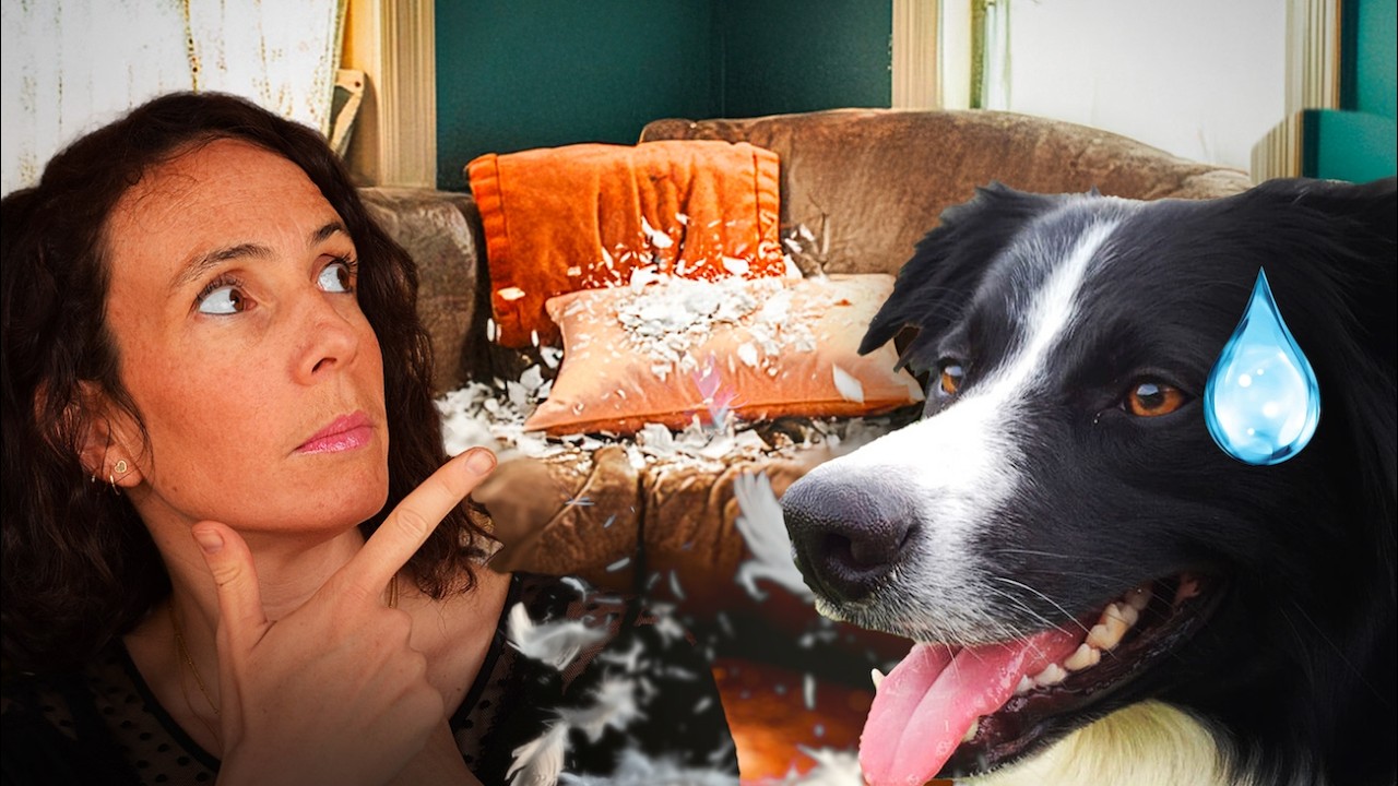 Your dog wrecks everything when you’re not there? Here’s the secret to calming him down
