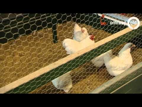 Gelderse koppen  2 maart 2013