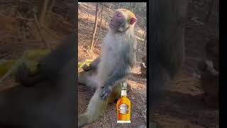 Download lagu #calmdown #relaxing #relax #friday #alcohol #fun #cheers #pets #animals #monkey mp3