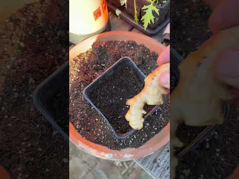 Grow Grocery Store Ginger