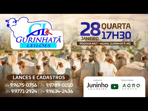 LEILÃO DE CORTE - GURINHATÃ LEILÕES 28/01/2026 - AGROREMATE