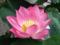 Om Mani Padme Hum