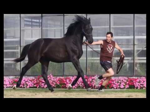 Queran (°2016 - Morricone x Royal Diamond)