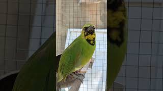 Download lagu suara cucak ijo bahan hutan #kicaumania #kicaumaniaindonesia #kicaumanianusantara #cucakijo mp3