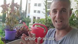 טיפ קטן אבל גדול על הזנחה של צמחים בגינה