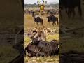 BRUTAL LION Hunt Wildebeest Caught In The Wild Wildlife Animals Shorts