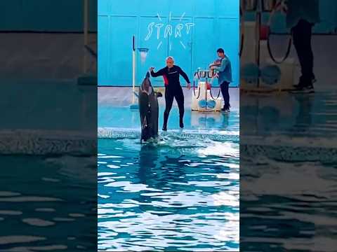 Les dauphins s'amusent ! Les compétences des dauphins sont mises à l'honneur##.