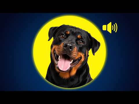 10 Impossible-to-Ignore Sounds Dogs React To Every Time 🐶
