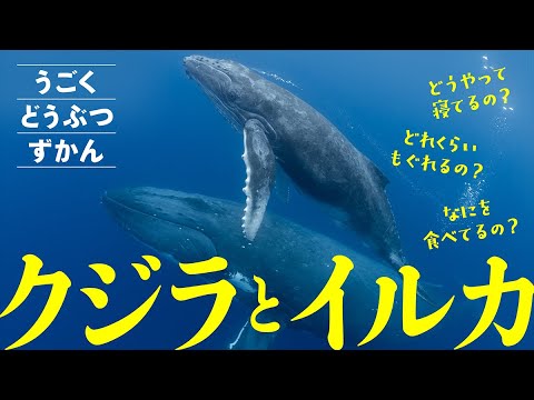 海洋の自由について詳しく解説