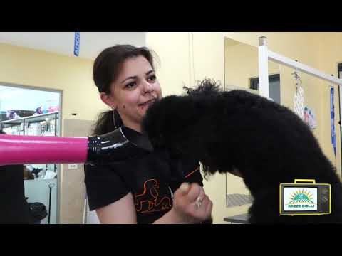 Rreze Dielli, 15 maj - Cilat janë shërbimet e duhura estetike për miqtë me katër putra?