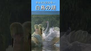 Download lagu チャイコフスキー：白鳥の湖 #Shorts mp3