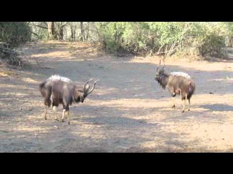 Nyala bulls Mkhuze 1008.wmv
