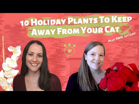 10 Holiday Plants to Keep Away from Your Cat - and safe options!