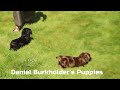 Miniature Dachshund dogs for sale: Bella - Video 1