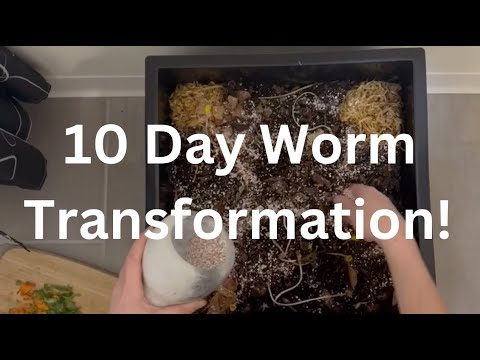 Worm bin 10 day transformation: Vermicompost