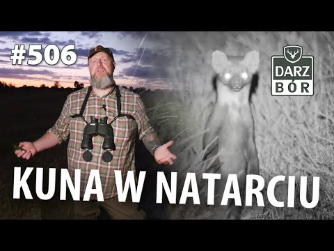 Darz Bór odc. 506 Bliskie spotkania z … drapieżnikami oraz znikający dzik!