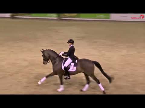 Federer *2018 by Farell - Livaldon | Hengstgala Münster