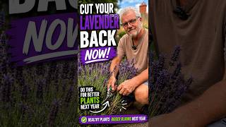 Cut Your Lavender Back NOW! 🌿 Do This for Better Plants Next Year