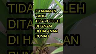 Download lagu These 5 Plants Should Not Be Planted in Your Yard #permanacuy mp3