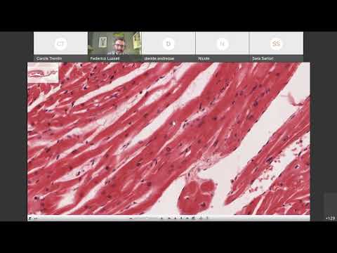 18b Istologia  Muscolo Cardiaco