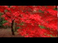 Eva Cassidy - Autumn Leaves 