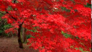 Eva Cassidy - Autumn Leaves