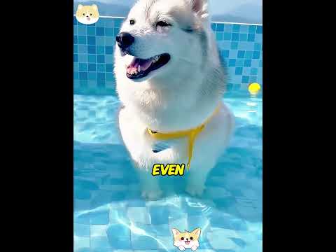 Testing Dogs Swimming Skills! Husky Swam Like A Pro... Corgi Panicked With Tiny Legs! 😂🏊
