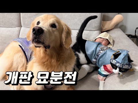 엄마가 세상에서 제일 좋은 리트리버 고양이 아기의 개판 묘분전