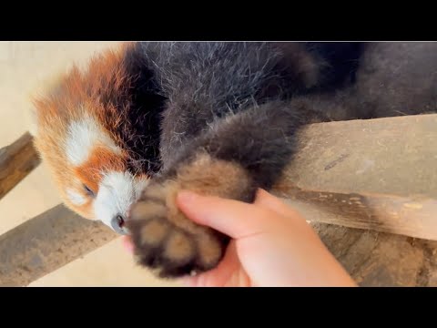 Holding Red Panda’s Paw While He Sleeps
