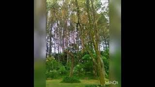 Download lagu Lagu Mandarin.不變的情緣。Bu Bian De Qing Yuan. Lagu Mandarin Populer Terbaik. mp3