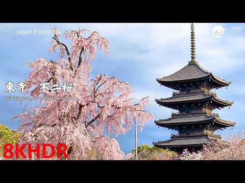 東寺 不二桜 Toji Fujizakura [8KHDR]