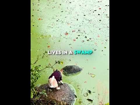 Dog Becomes a Green Legend 😂🐶 (@nicolinehaaning/TT) #shorts