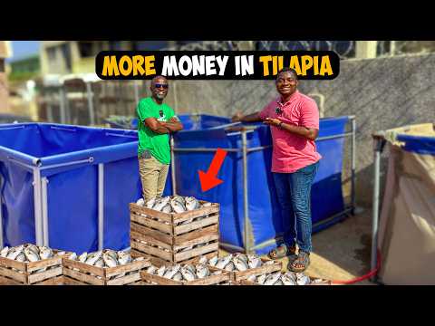 Why Tilapia Farming is MORE PROFITABLE than Catfish Farming in Ghana Despite Difficulty in Breeding.