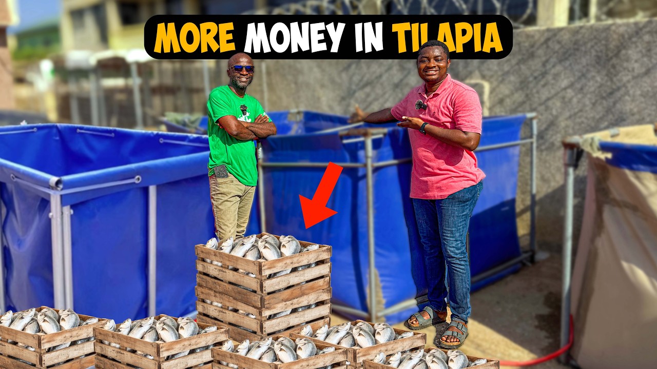 Why Tilapia Farming is MORE PROFITABLE than Catfish Farming in Ghana Despite Difficulty in Breeding.