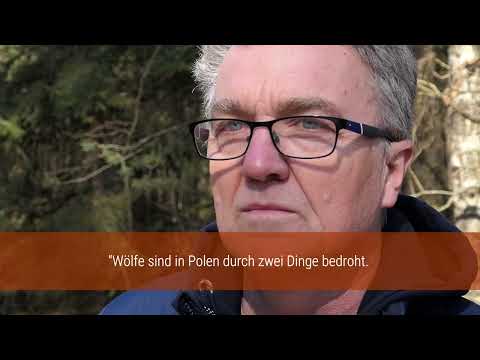 SAVE - Wolfsschutz in Polen mit Dr. Gula