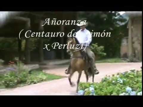 CENTAURO DEL LIMON, reproductor de trocha pura colombiana - Rey de la sabana